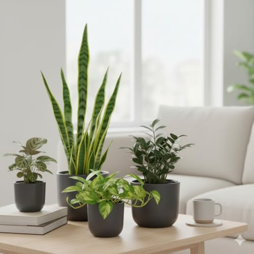 Pflegeleichtes Zimmerpflanzen-Set, 4er Pack, Robuste Pflanzen-Mischung für Anfänger und Büro