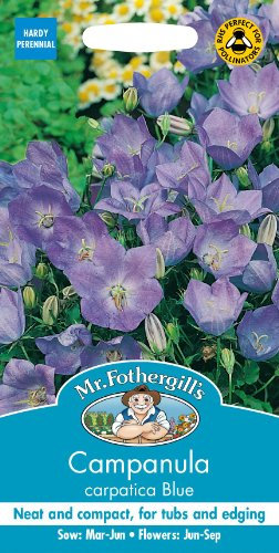 Mr Fothergills - Pictorial Packet - Flower - Campanula Carpatica Blue - 1500 Seeds