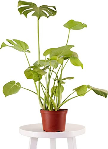 DECOALIVE | Monstera Deliciosa | Colección Plantas Mucha Luz | Costilla de Adán | Planta de Interior Natural