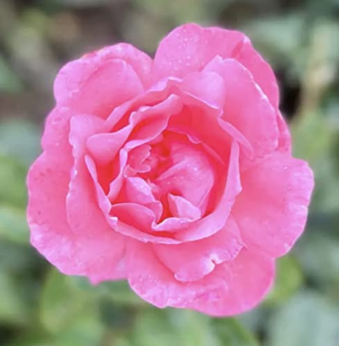 'Queen Elizabeth' Potted Rose - Beautiful Pink Scallop Edged Blooms - Floribunda Rose - 4 Litre Pot