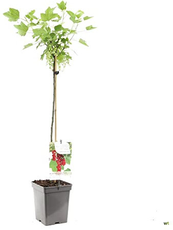 Grosella Natural Planta de Frutos Rojos de Fácil Cultivo Exterior