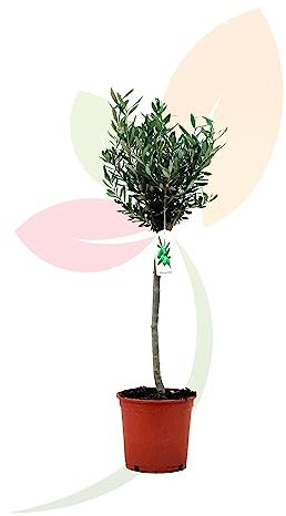 Árbol de Olivo Natural en Maceta para Plantar Decorativo para Jardín