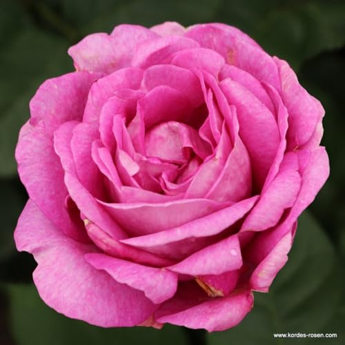 2 x Rose - Rosa 'Carmen Wurth' Topf 25-30 cm - Eine Neuheit aus der Parfuma-Kollektion von Kordes