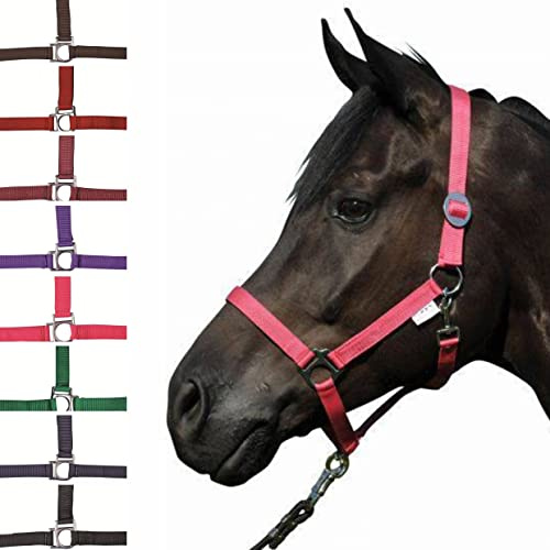 HKM Stars Economy Head collar Dark Brown Pony