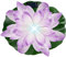 alles-meine.de GmbH 2 Stück Solar - LED Lichter - schwimmende Seerose - lila - violett & weiß - Ø 29 cm - Leuchte - Blume Blüte - Solarblume - Garten Wetterfest für Innen Außen..