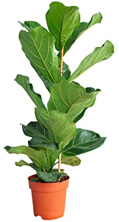 PLNTS - Ficus Lyrata (Feigen) - Zimmerpflanzen, Pflanzen Echt, Nachhaltige Verpackung Geigen-Feige- 21cm Topf - Höhe 110cm - Direkt von der Gärtnerei