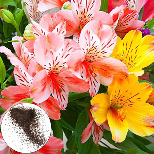 Oce180anYLVUK 200 pz/borsa semi di giglio peruviano fioriture a lunga durata mix aromatico colore piante in vaso piantine decorazione del cortile Mix Color