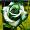 Rosen Zwiebeln, Kletterpflanzen,Winterhart MehrjäHrig,Gartenblumen,Rosenrhizom,Duftende Blumen,Topfpflanzen, Winterharte, Rosen, Rosen Pflanze-2rhizome-D