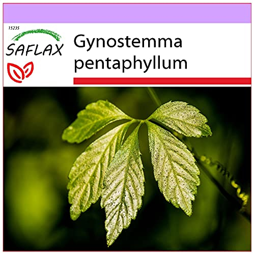 SAFLAX - Heilpflanzen - Pflanze der Unsterblichkeit - 30 Samen - Gynostemma pentaphyllum