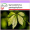 SAFLAX - Heilpflanzen - Pflanze der Unsterblichkeit - 30 Samen - Gynostemma pentaphyllum