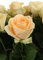 10 Rosen im Bund - Apricot - frische echte Stiele in Premium-Qualität - 40 cm - Frischegarantie