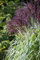Miscanthus sinensis 'Rotfeder' 120-150 cm - Chinaschilf, rote Blütenrispen, Blütezeit August-Oktober, ideal für Sichtschutz, winterhart und pflegeleicht