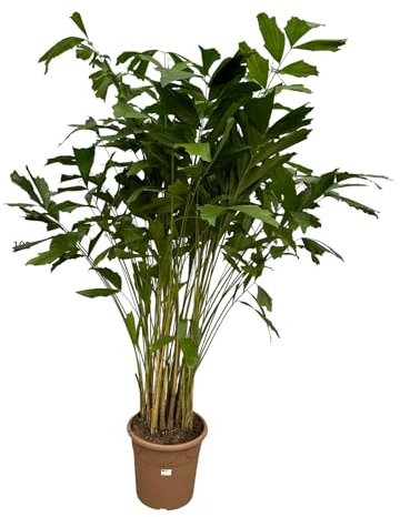 Trendyplants - Caryota Mitis - Fischschwanzpalme - Zimmerpflanze - Höhe 200-220 cm - Topfgröße Ø40cm