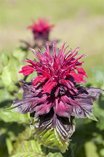 Monarda didyma ca. 9x9 cm Topf - Indianernessel, leuchtend rote Blüten, Blütezeit Juli-September, bienenfreundlich, ideal für Rabatten, pflegeleicht