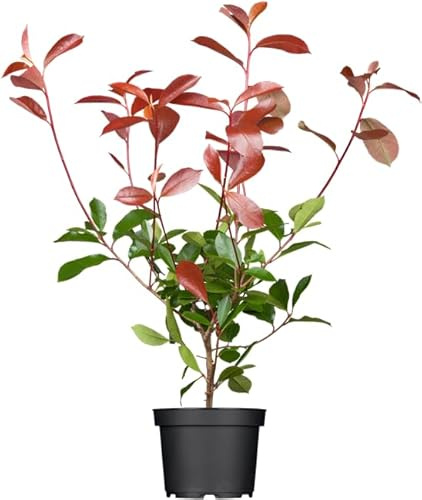 Glanzmispel Photinia fraseri Red Robin 60-80 cm immergrün winterhart | Rote Blattfärbung, schnittverträglich, dichter Sichtschutz, sonnig bis halbschattig, robust, ideal für Formhecken
