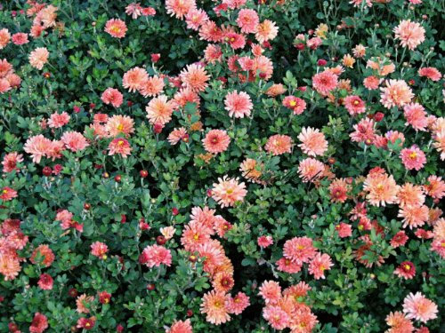 Staudenkulturen Wauschkuhn Chrysanthemum x hortorum 'Herbstbrokat' - Winteraster - Staude im 11cm Topf