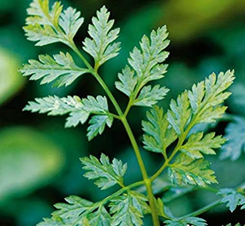 Chervil Great Garden Herb By Seed Kingdom Bulk 1 Lb Seeds