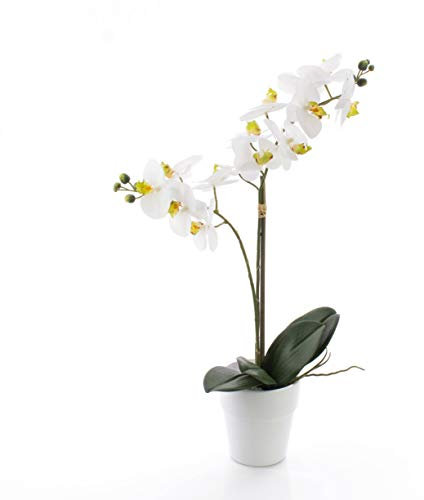 artplants.de Orchidea phalaenopsis Ornamentale Candida, 2 Rami, Bianco, in Vaso, 65cm - Orchidea Farfalla/Ramo d'orchidea Finto