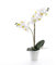 artplants.de Orquídea phalaenopsis Candida, 2 Ramas, Blanco, en Maceta, 65cm - Planta Decorativa - Flor Artificial