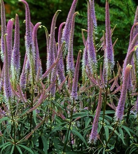Sibirischer Riesen-Ehrenpreis Veronicastrum sibiricum 70 Samen