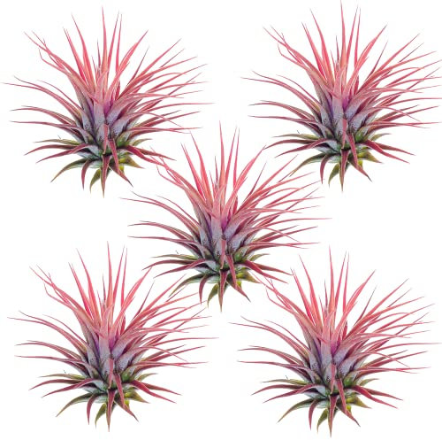 Planta Natural Tillandsia Ionantha de Color Rojo - Pack de 5 Plantas - Ideal para Terraza y Jardín Planta del Aire Que No Necesita Tierra para Vivir