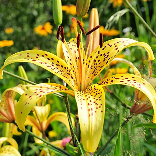 8 Stück lilien zwiebeln winterhart mehrjährig pflanzendeko frühlingsblumen zwiebeln hydrokultur pflanzen blumenzwiebeln pflanzendeko stauden flowers dekopflanze blumen deko
