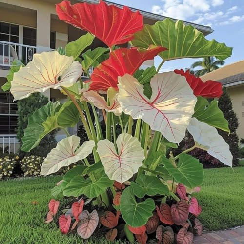Bulbi Di Orecchie Di Elefante | Piante Di Colocasia Viva, Vasi Da Interno/Giardini Da Esterno, Piante Perenni Resistenti-3 Bulbi-A