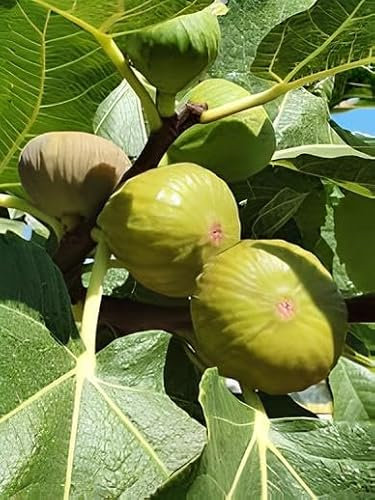 Pianta di fico VERDINO in vaso o fitocella - fiorone