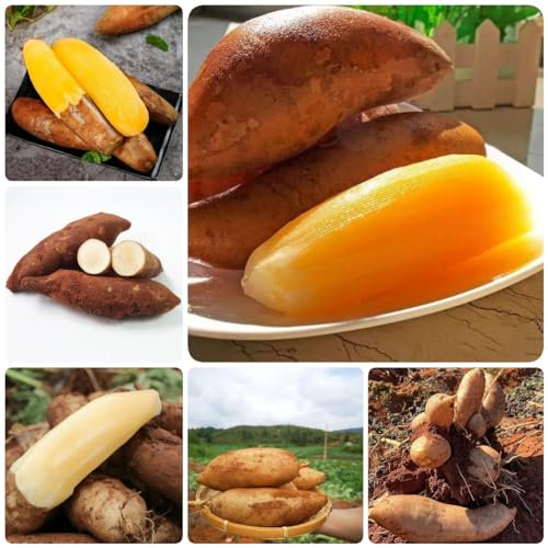 150 Pcs Yacon Samen Bio, Yacon Pflanze Samen Gartenpflanzen Winterhart Baum, Gemüse Bio Samen (Smallanthus Sonchifolius) Winterharte Pflanzen Für Garten, Samen Alte Sorten Gartendeko