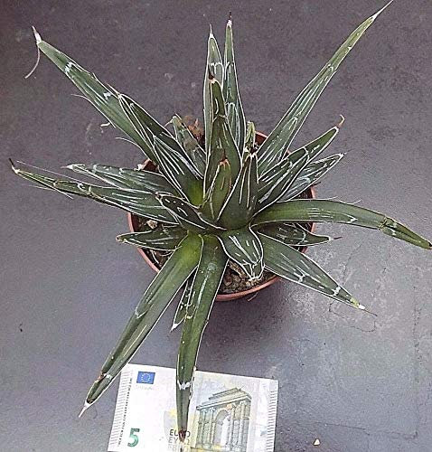 La Regina Vittoria Agave Cm. 20 N. Ariocarpo:Grani