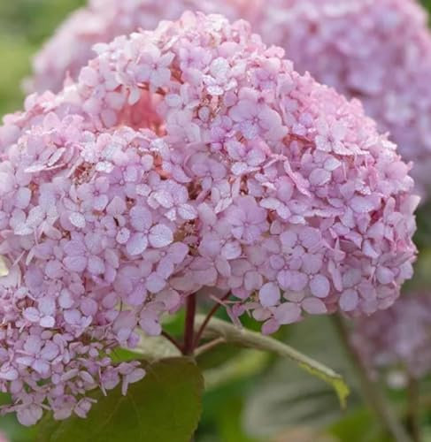 Direct Plants Hydrangea Candybelle Bubblegum Shrub Large in a 3 Litre Pot