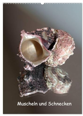 Muscheln und Schnecken (Wandkalender 2026 DIN A2 hoch), CALVENDO Monatskalender: Muscheln und Schneckenhäuser gespiegelt in Szene gesetzt. (CALVENDO Natur)