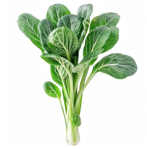 200 Graines de Chou Chinois Tatsoi - SemiSauvage Permaculture