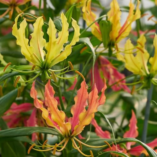 Bulbos de lirio de fuego perennes, plantas exóticas resistentes gloriosa superba, plantas de balcón resistentes plantas raras, decoraciones florales. bulbos de flores, planta trepadora 5pcs
