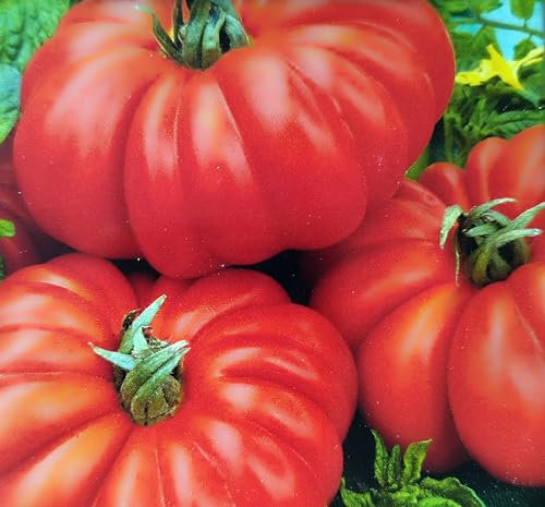 20 Samen Tomate Costoluto Fiorentino stark gerippt Tomaten Fleischtomaten