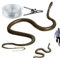Blague de serpent avec clip de chaîne | Faux jouet de bâillon de serpent pour des tours amusants | Serpent réaliste sur une corde pour les fous de golf, jouet hilarant pour adultes et , Sor
