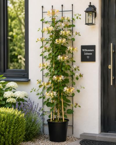 Geißblatt Lonicera periclymenum 'Belgica' 60-80 cm – Duftende Jelängerjelieber Pflanze für Garten & Terrasse, schnell wachsend, winterhart & bienenfreundlich