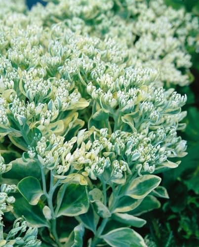 Sedum telephium 'Frosty Morn' 9x9 cm Topf – Winterhart, Mehrjährig, Pflegeleicht – Fetthenne – Staude für Beet & Steingarten