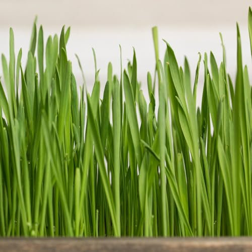 600 pcs Katzengras Samen Bio kräutersamen bienen wiese wildblumensamen Katzengras Saatgut, Cat Grass Seeds, indoor kräutergarten, gartengeschenke bonsai samen kräutergarten küche pflanzensamen