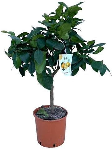 Limone Quattro Stagioni Ø20. Garden Talamonti.