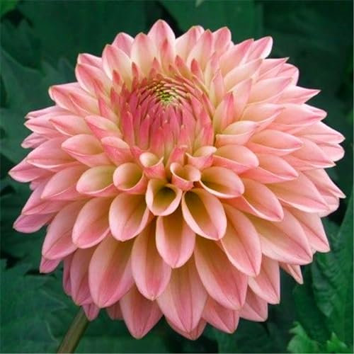 Dahlienknolle, Dahlienpflanze. Winterharte Gartenpflanze, die im Sommer blüht-5knollen-D