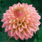 Dahlienknolle, Dahlienpflanze. Winterharte Gartenpflanze, die im Sommer blüht-5knollen-D