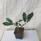 Rote Glanzmispel Red Robin Photinia fraseri Red Robin 10-25 cm