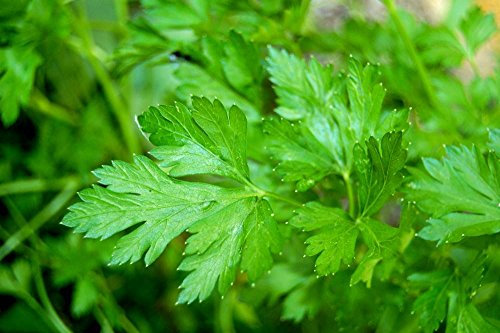 Lot de 50 Graines - Persil Commun - Plante Aromatique