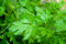 Lot de 50 Graines - Persil Commun - Plante Aromatique