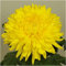 Chrysanthemum Dendranthema Golden Alex Bedster X 6 Plug Plants