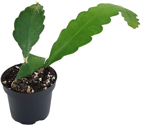 Fangblatt - Epiphyllum 'sarah courant' - traumhafter Blattkaktus im Ø 9 cm Topf - pflegeleichte Zimmerpflanze/Sukkulente