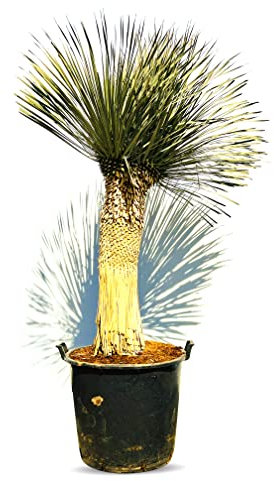 Palme - YUCCA ROSTRATA STAMMHÖHE 80 CM - 225 cm Gesamthöhe inkl. Topf.