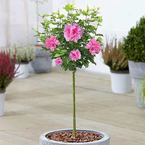 Hibiscus Ardens - Rose of Sharon | Arbre en pot à feuilles caduques pour jardins et patios.