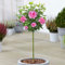 Hibiscus Ardens - Rose of Sharon | Laubabwerfender Topfbaum für Gärten & Terrassen